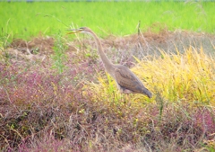 P1400511：ムラサキサギ_R