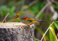 P1600237：ソウシチョウ_R
