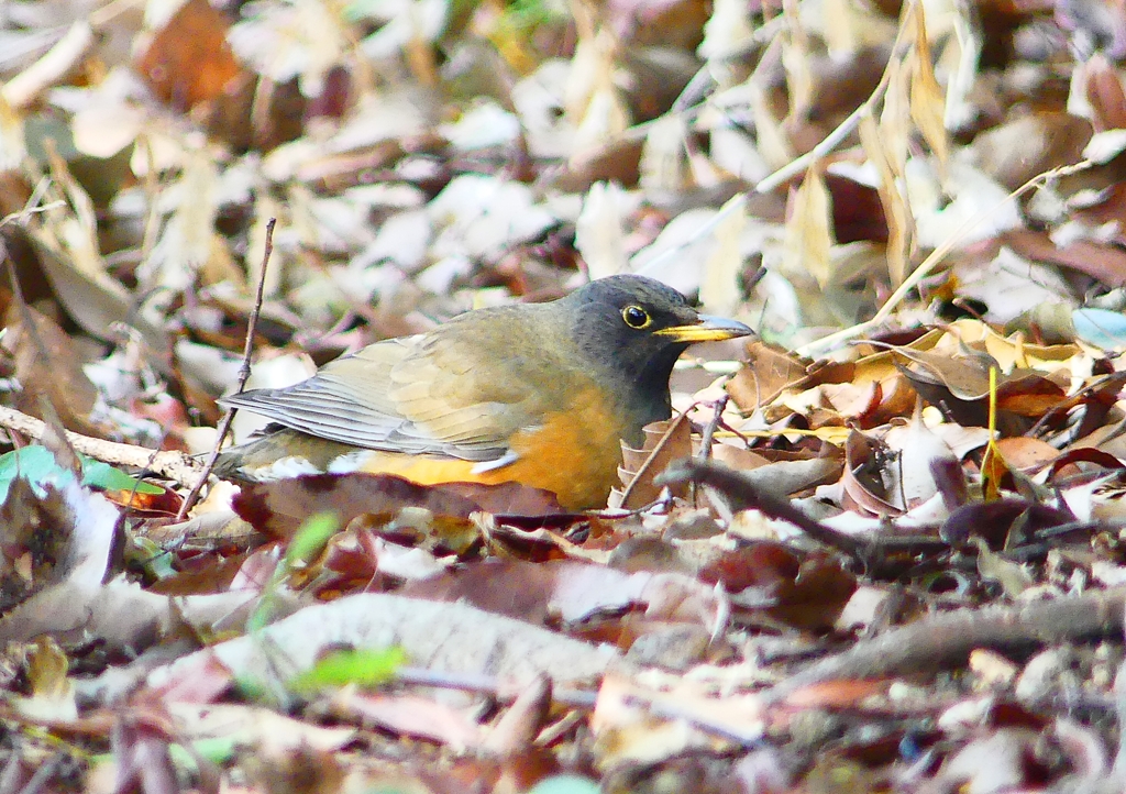 P1870376：オオアカハラ_R