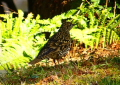 P1800792：トラツグミ_R