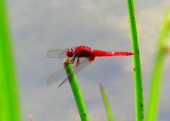 P5000392：ショウジョウトンボ（オス）_R