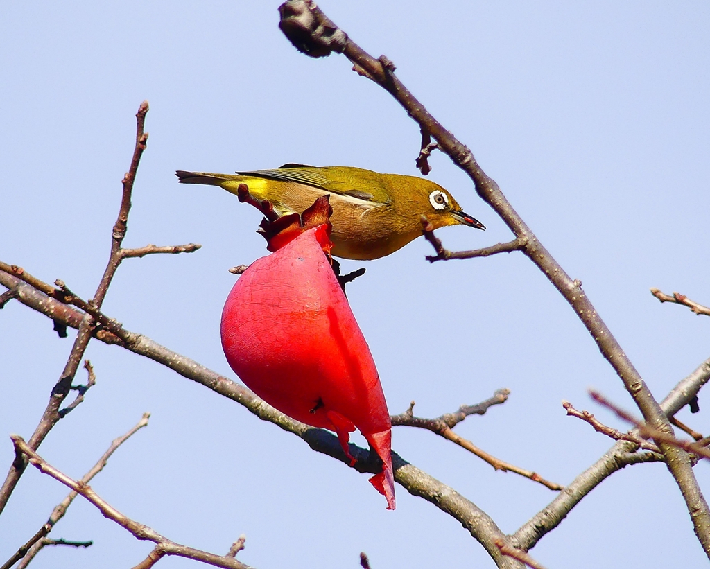 P4520768：メジロ_R