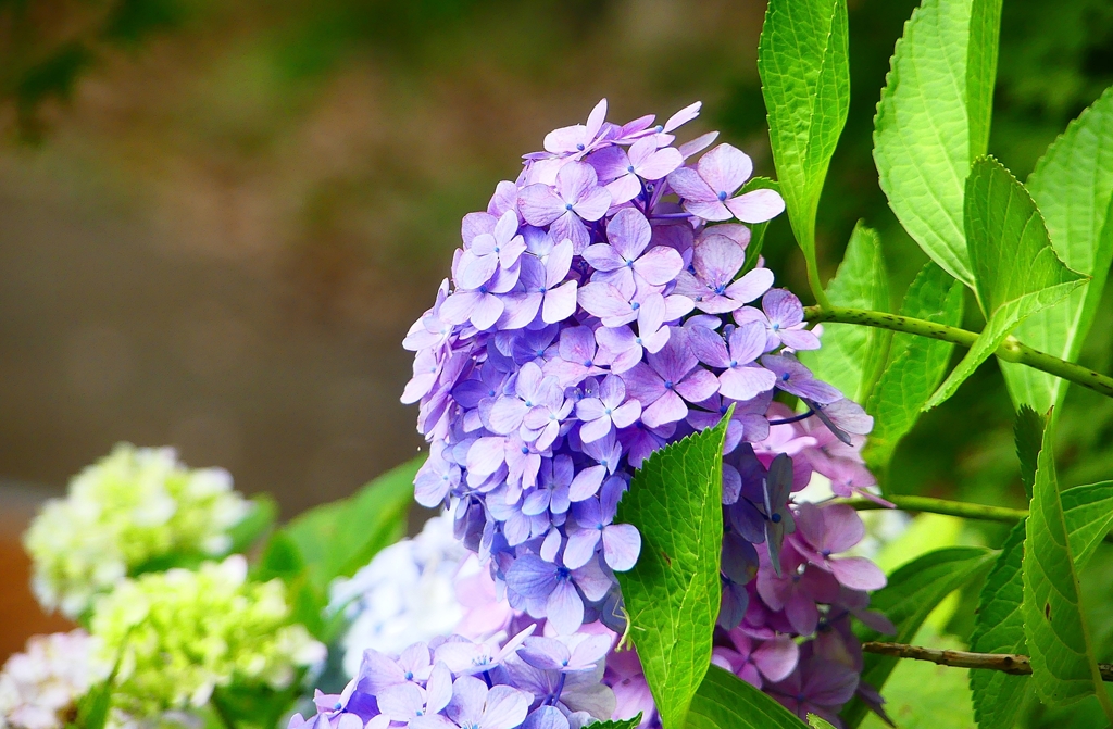 P1020579：アジサイ_R