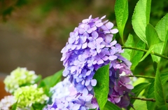 P1020579：アジサイ_R