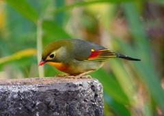 P1520529：ソウシチョウ_R