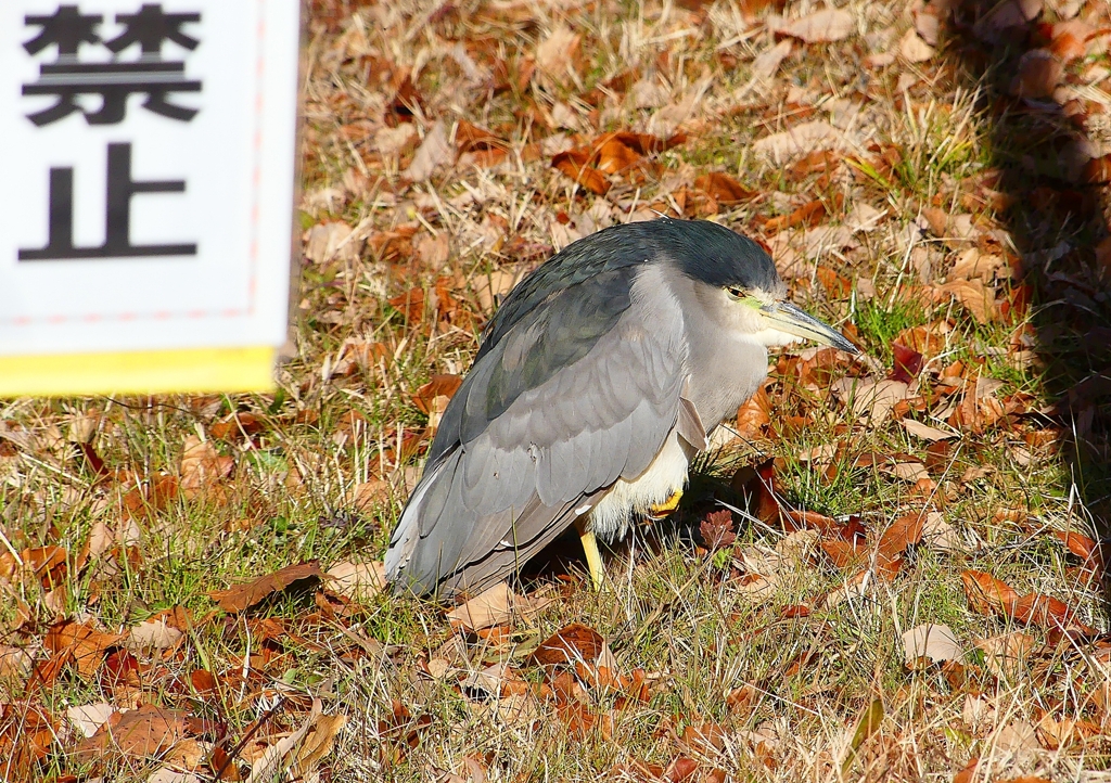 P1620328：ゴイサギ_R