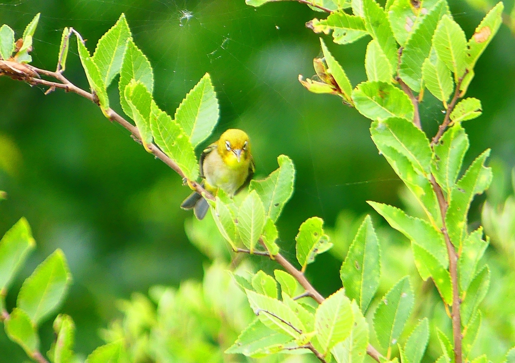 P1140198：メジロ_R