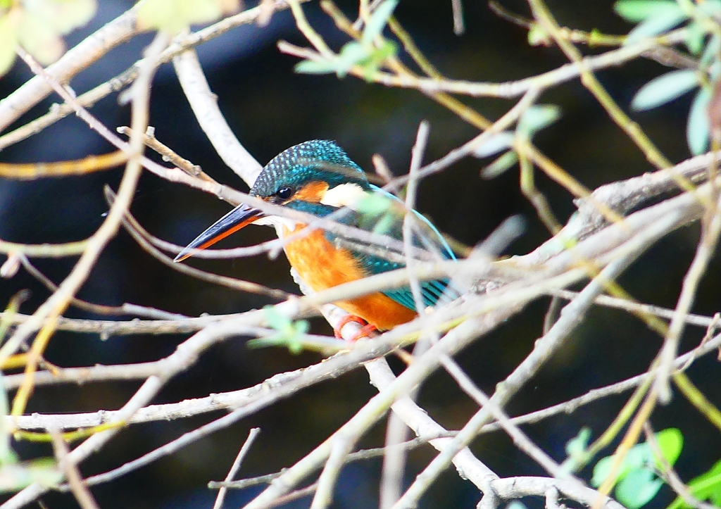 P1370419：カワセミ（メス）_R
