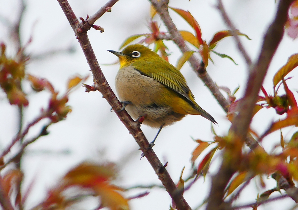 P1590860：桜メジロ_R