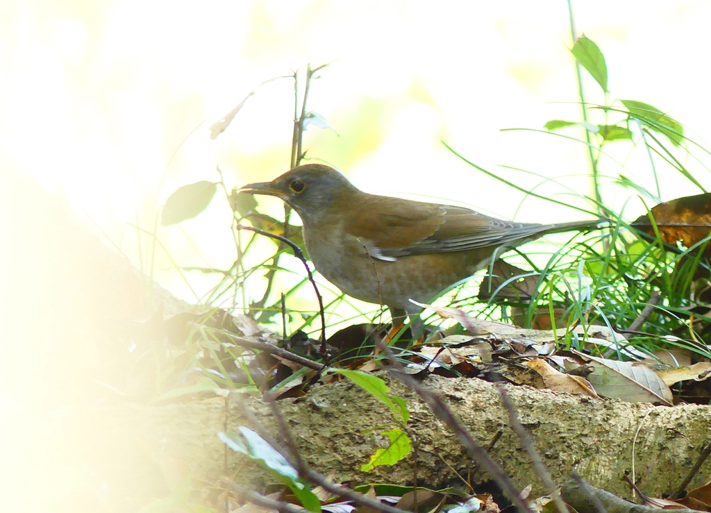 P4770512：シロハラ_R