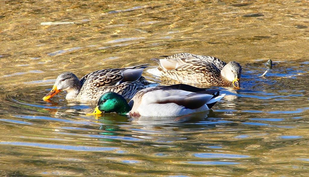 P4730241：マガモ_R