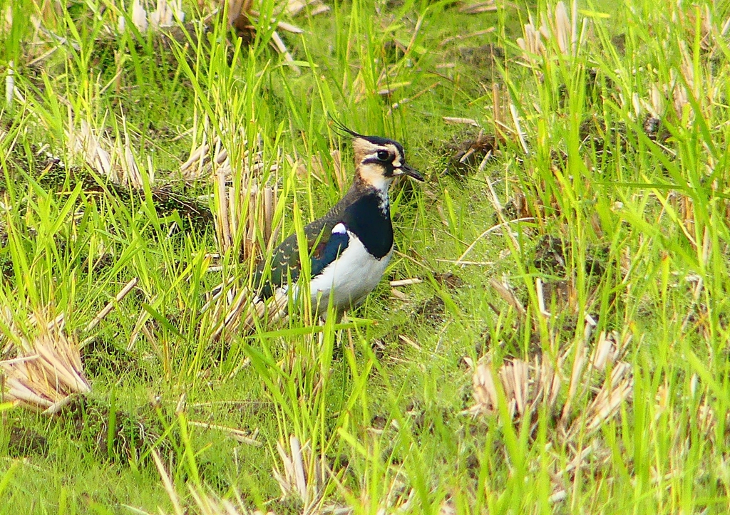P1380570：タゲリ_R