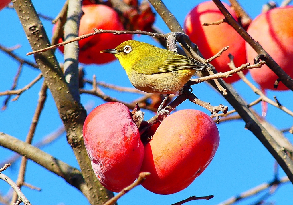 P4560505：柿にメジロ_R