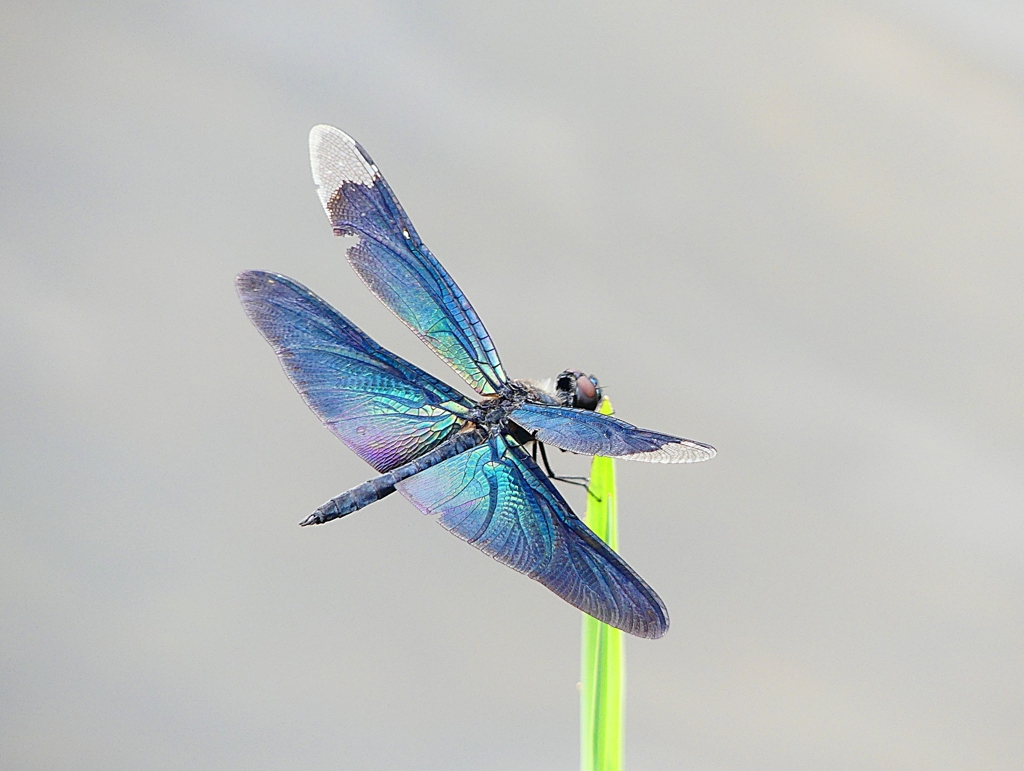 P1050516：チョウトンボ_R