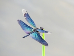 P1050516：チョウトンボ_R