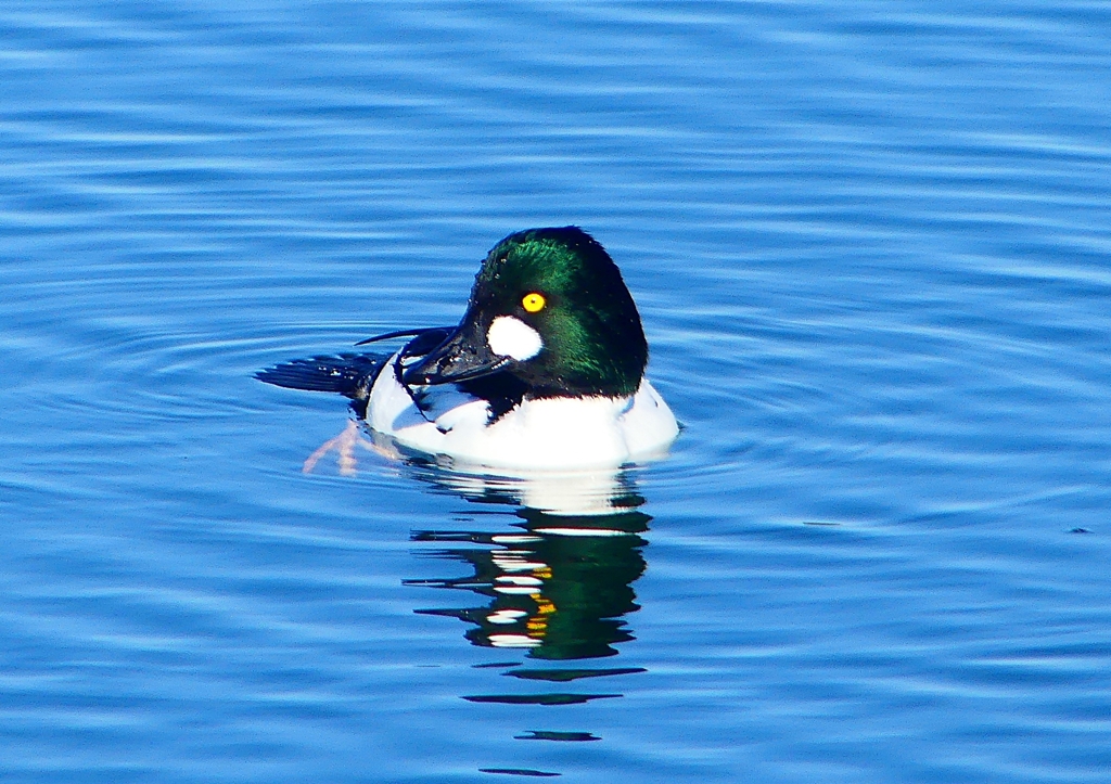 P1430253：ホオジロガモ（オス）_R