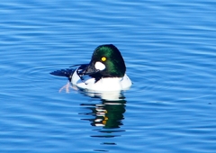 P1430253：ホオジロガモ（オス）_R
