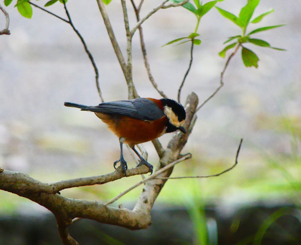 P4880396：ヤマガラ_R