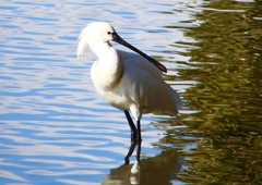 P1690564：ヘラサギ_R