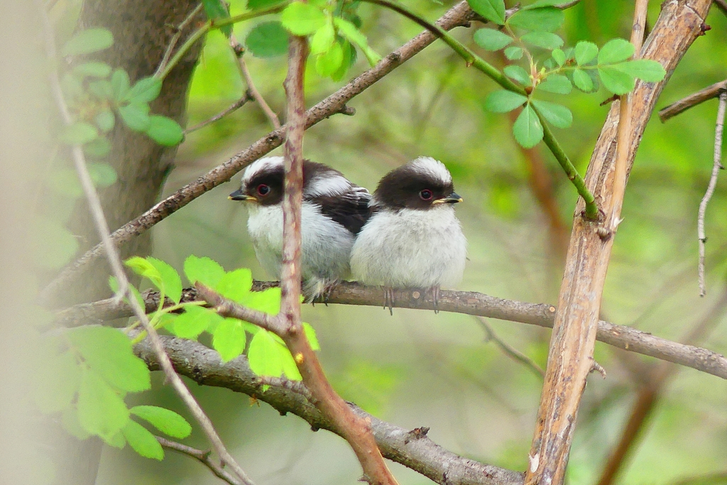 P4910197：エナガの幼鳥_R