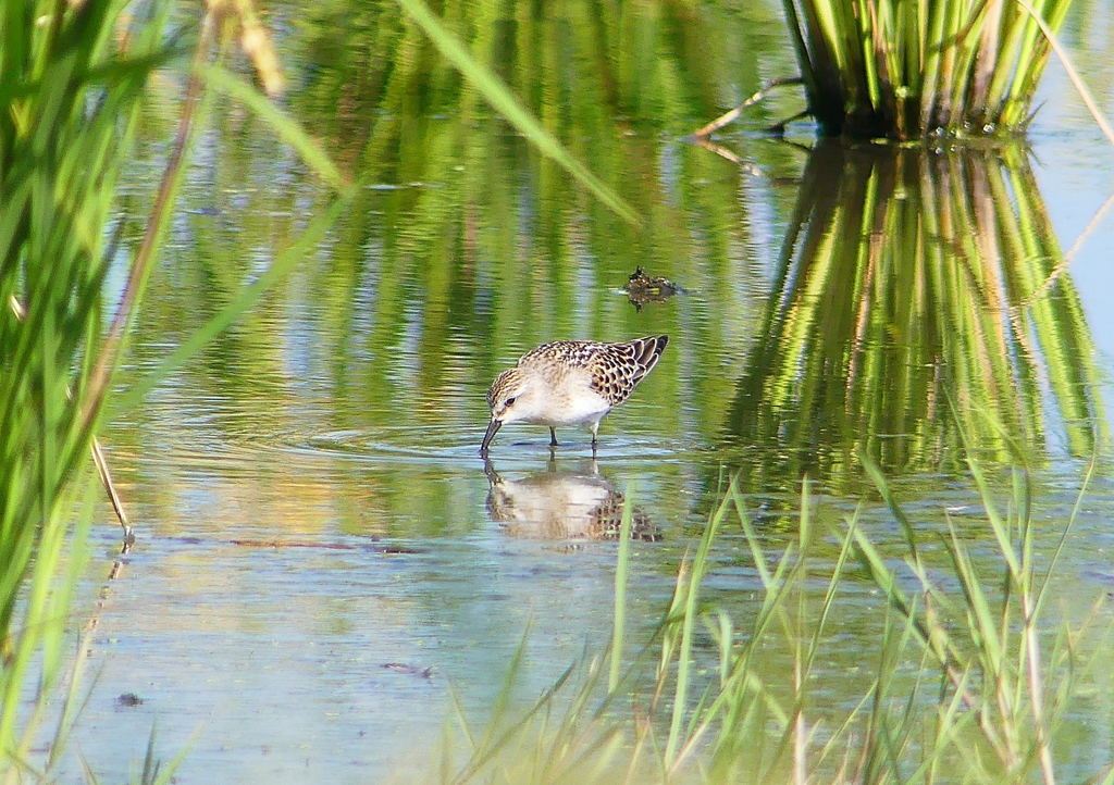 P1250905：トウネン_R