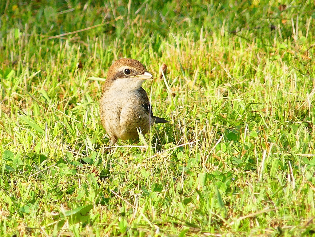 P4110611：モズ（幼鳥）_R