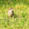 P4110611：モズ（幼鳥）_R