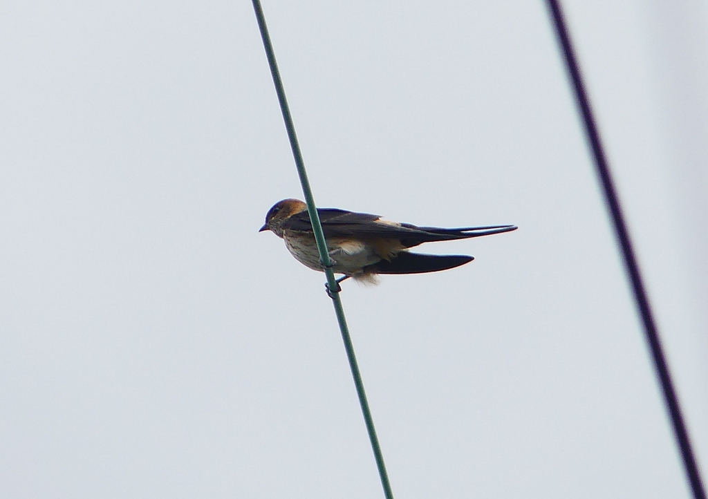 P1230749：コシアカツバメ_R