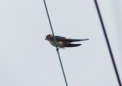 P1230749：コシアカツバメ_R