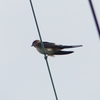 P1230749：コシアカツバメ_R