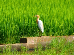 P1130136：アマサギ_R