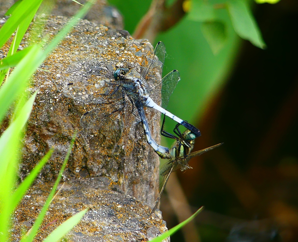 P1030839：シオカラトンボ合体_R
