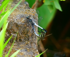 P1030839：シオカラトンボ合体_R