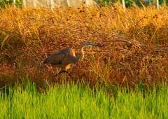 P1390920：ムラサキサギ_R