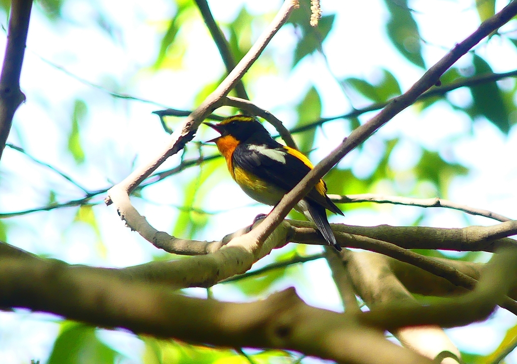 P2000890：キビタキ（オス）_R