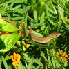 P1180086：ニホンカナヘビ_R