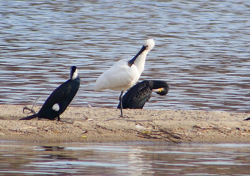 P1570059：ヘラサギ_R