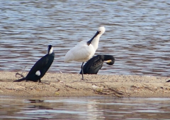 P1570059：ヘラサギ_R