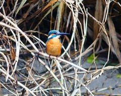 P4570040：カワセミ（オス）_R