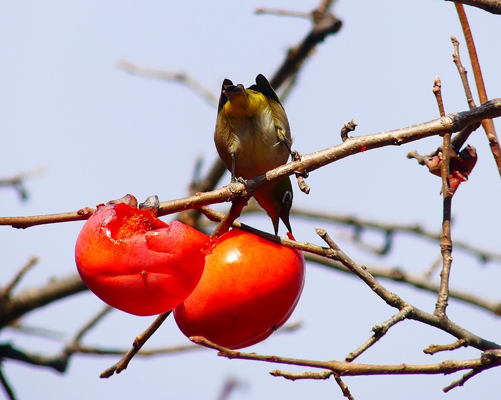 P4520857：メジロ_R