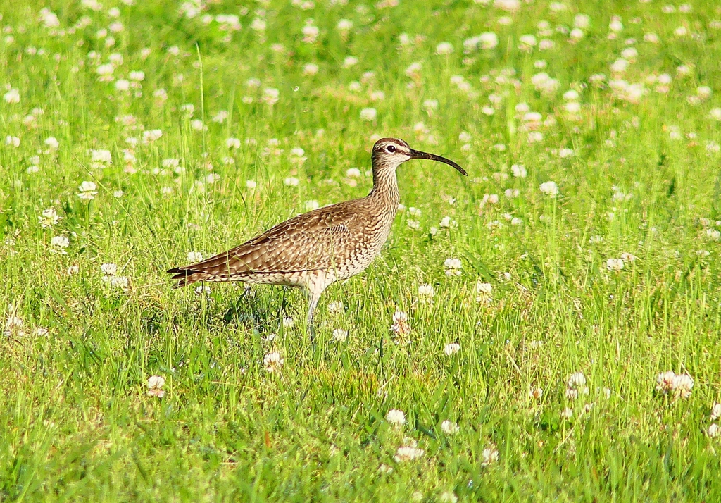 P4950588：チュウシャクシギ_R