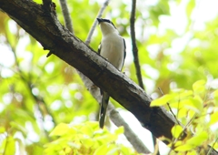P1930873：サンショウクイ_R