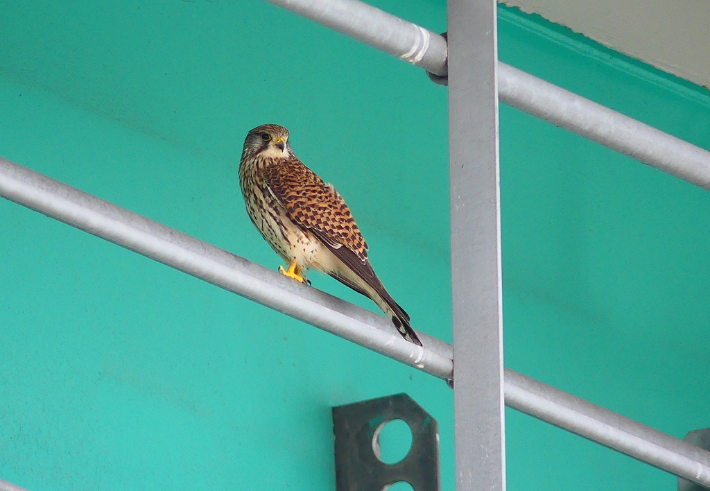 P4860402：チョウゲンボウ_R