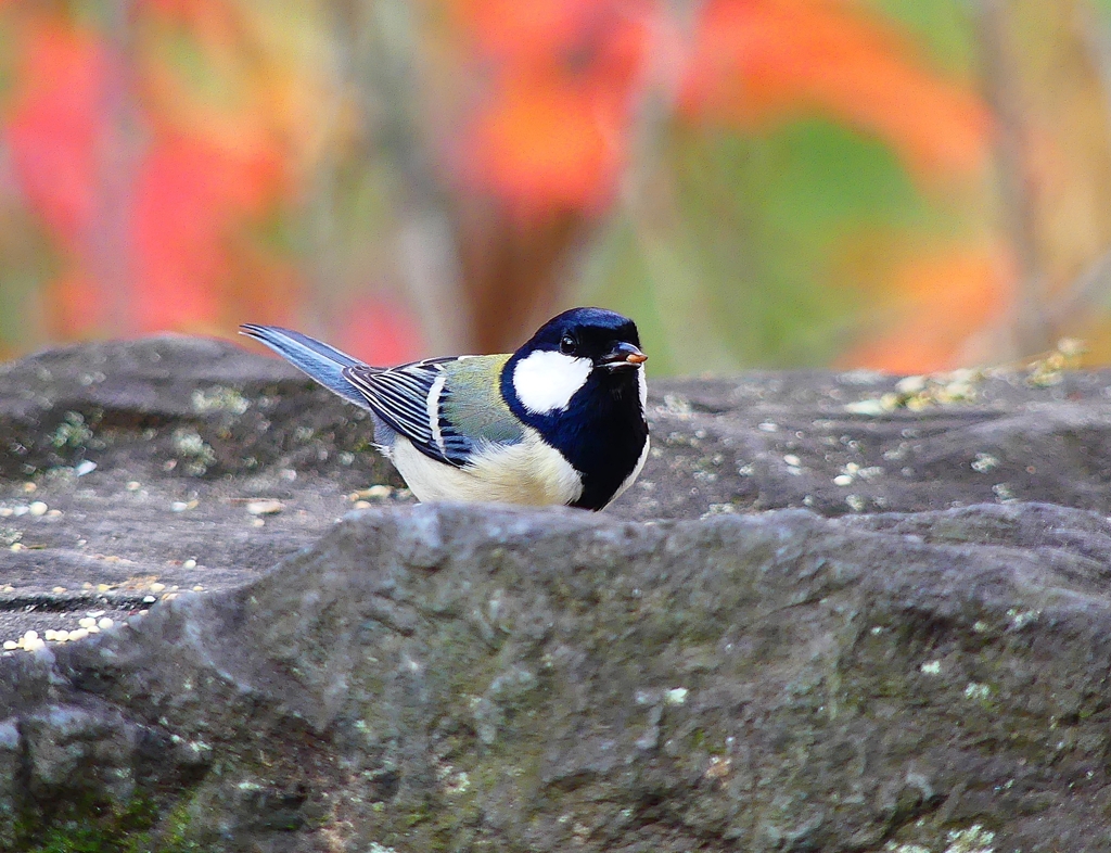 P4550383：シジュウカラ_R