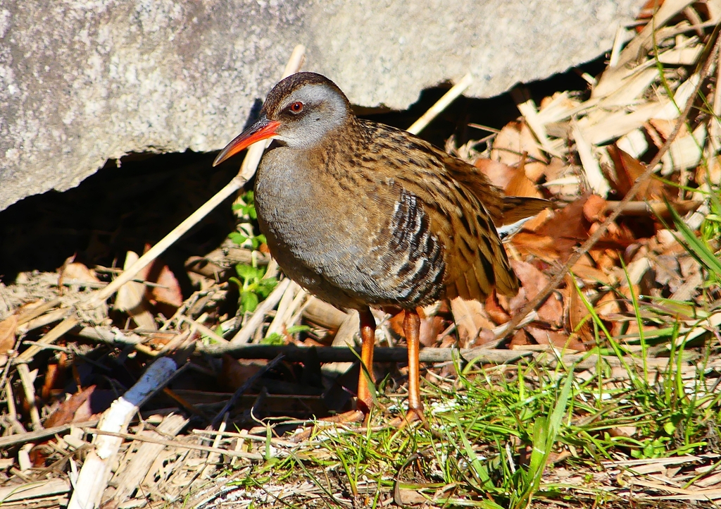 P1730151：クイナ_R