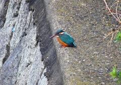 P4540329：カワセミ（メス）_R