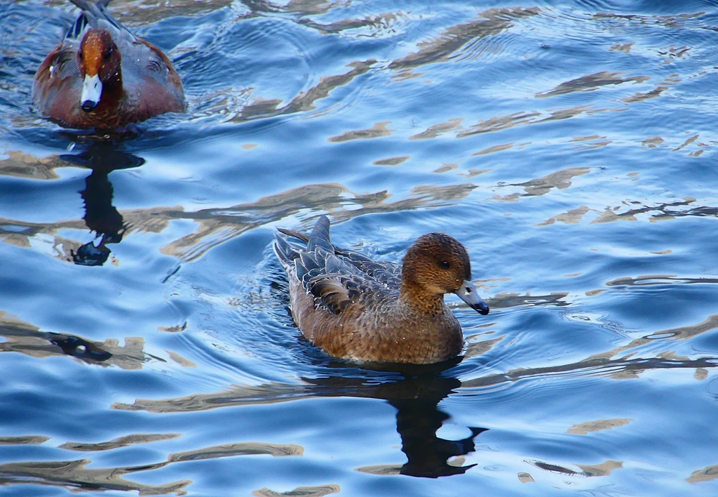 P4540120：ヒドリガモ_R