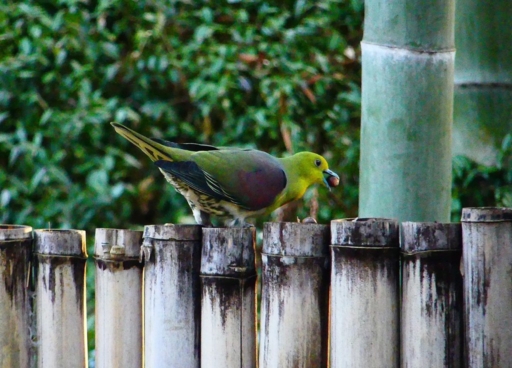 P4730597：アオバト（オス）_R