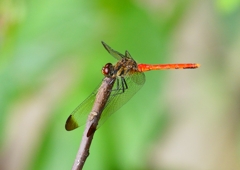 P1160335：リスアカネ_R