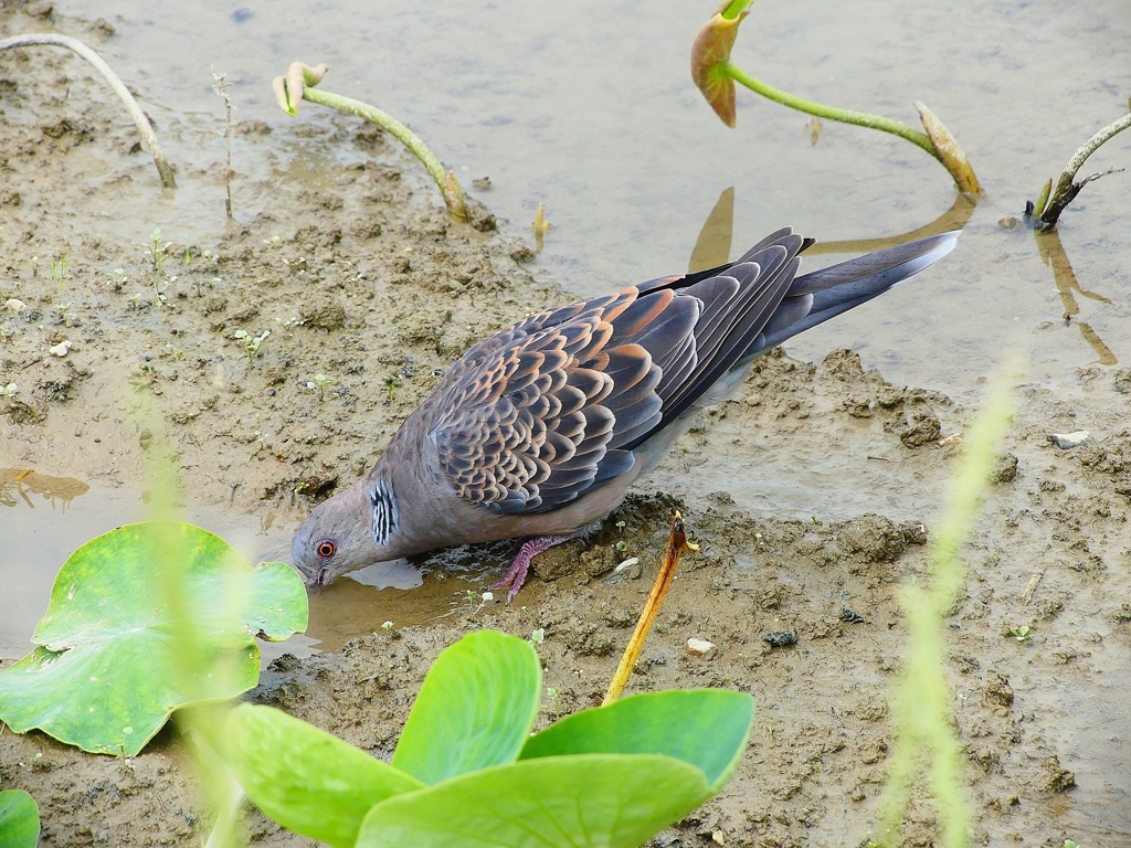 P4130827：キジバト_R